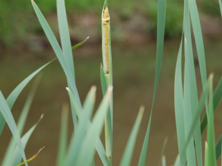 ガマ さぬきの里山動植物図鑑 まんのう公園